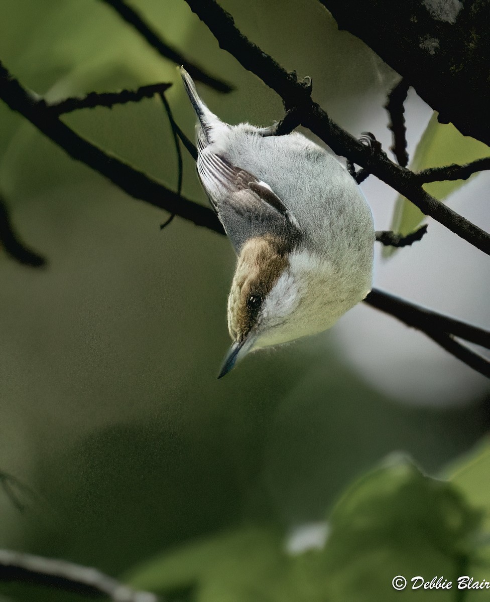 Brown-headed Nuthatch - Debbie Blair