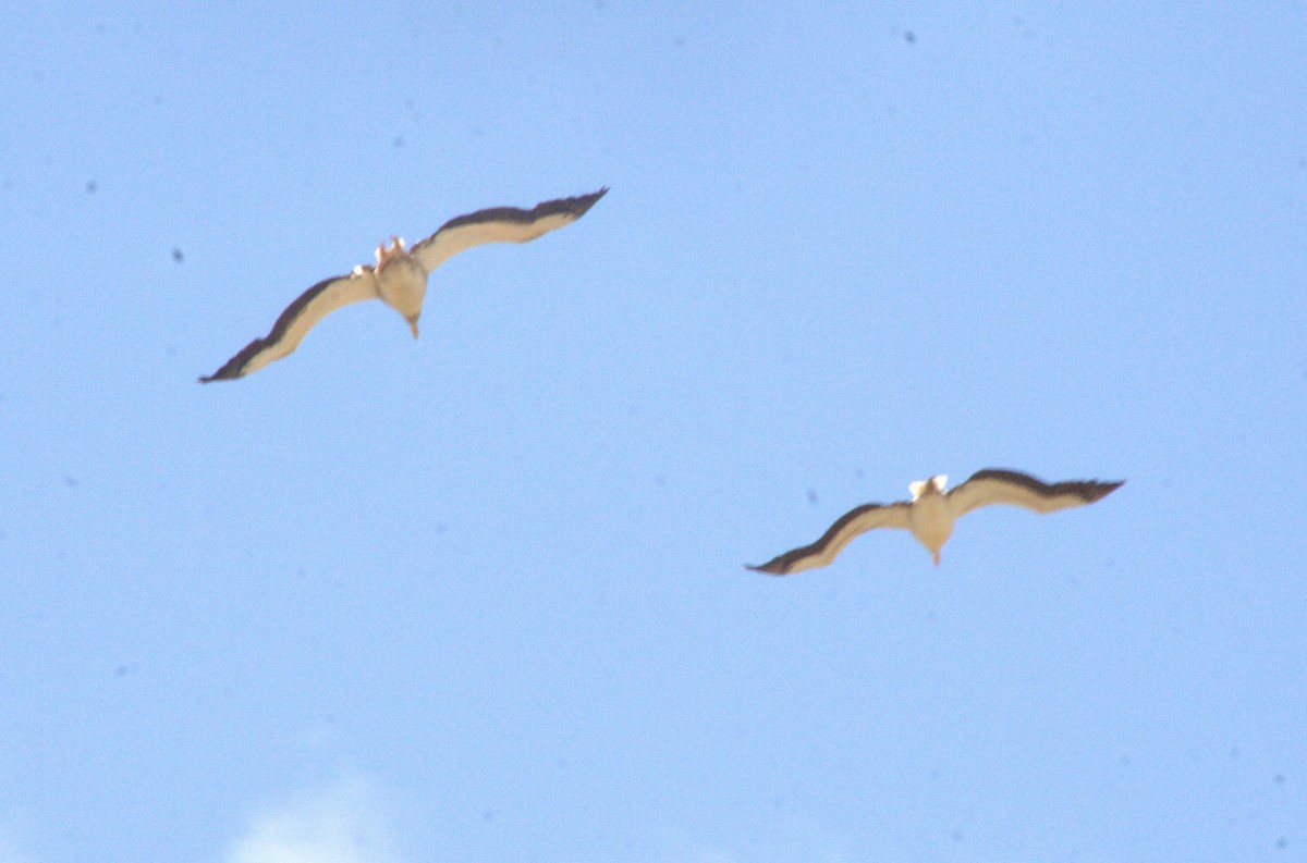 Great White Pelican - ML573105131