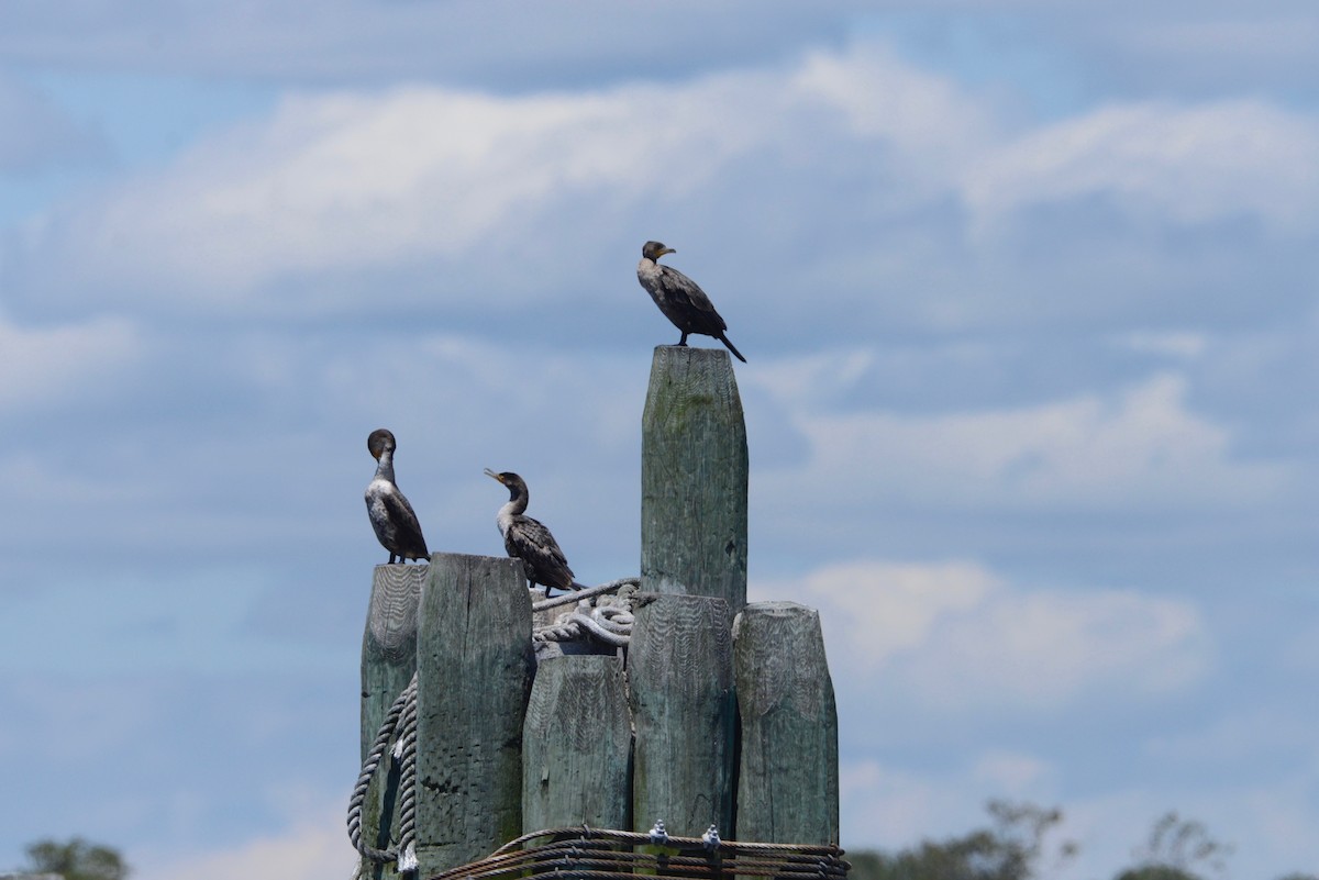 Double-crested Cormorant - ML573105321