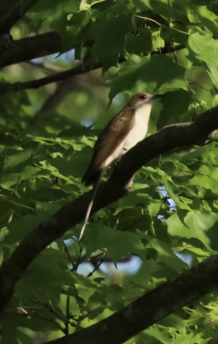 Black-billed Cuckoo - ML573105911