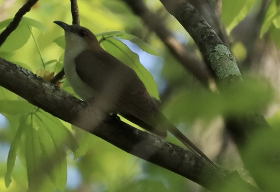 Black-billed Cuckoo - david nyzio