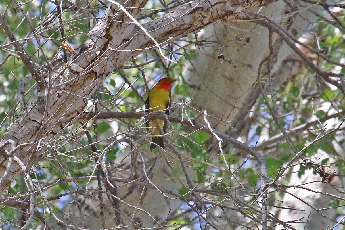 Piranga à tête rouge - ML57310611