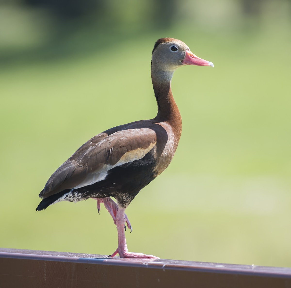 Dendrocygne à ventre noir (fulgens) - ML573107871