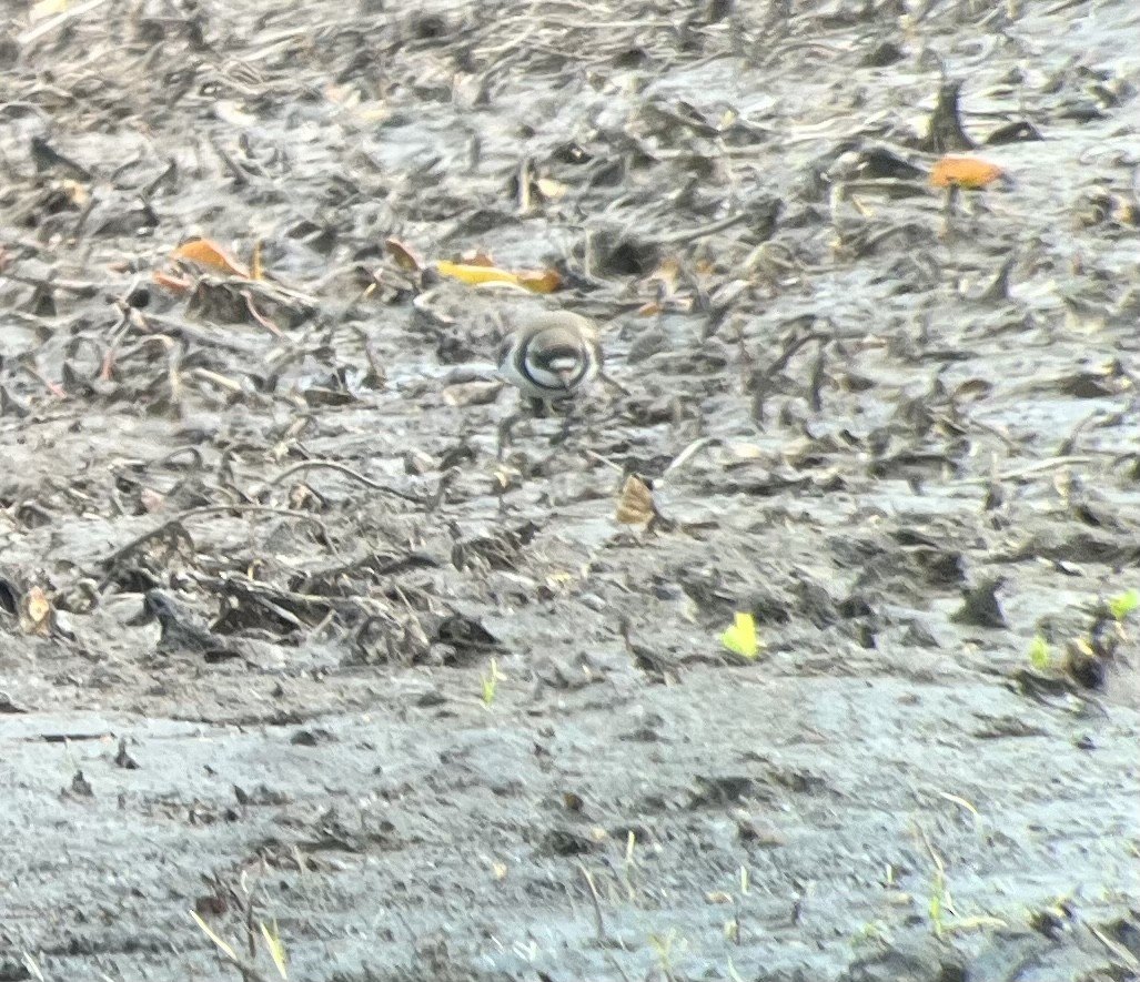 Semipalmated Plover - ML573108461