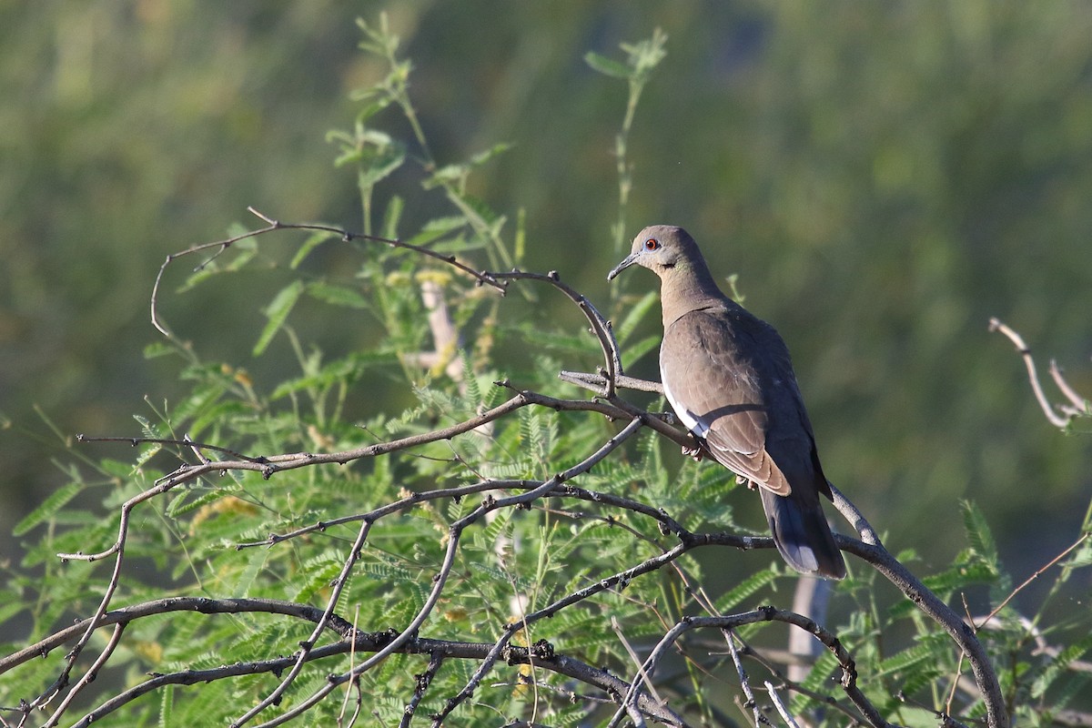 White-winged Dove - Greg Gillson