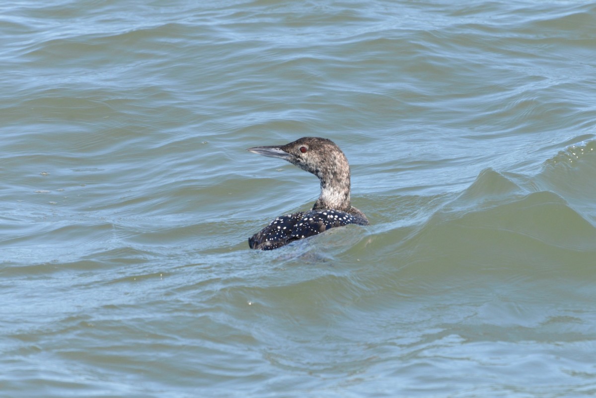 Plongeon huard - ML573109551