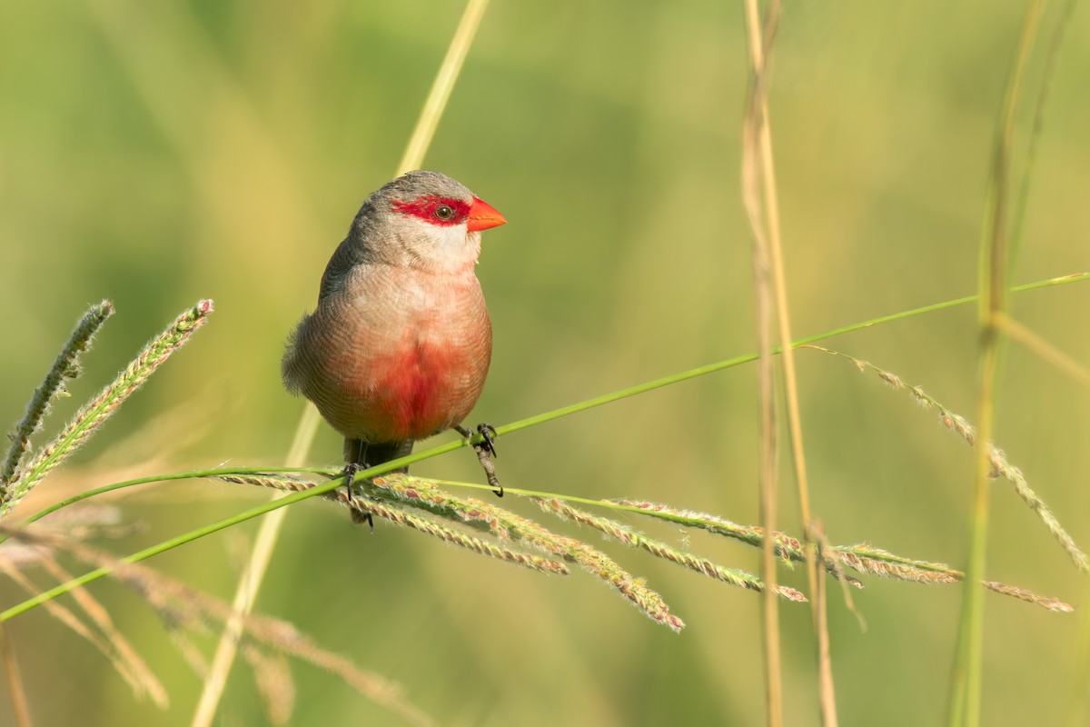 Common Waxbill - ML573110251