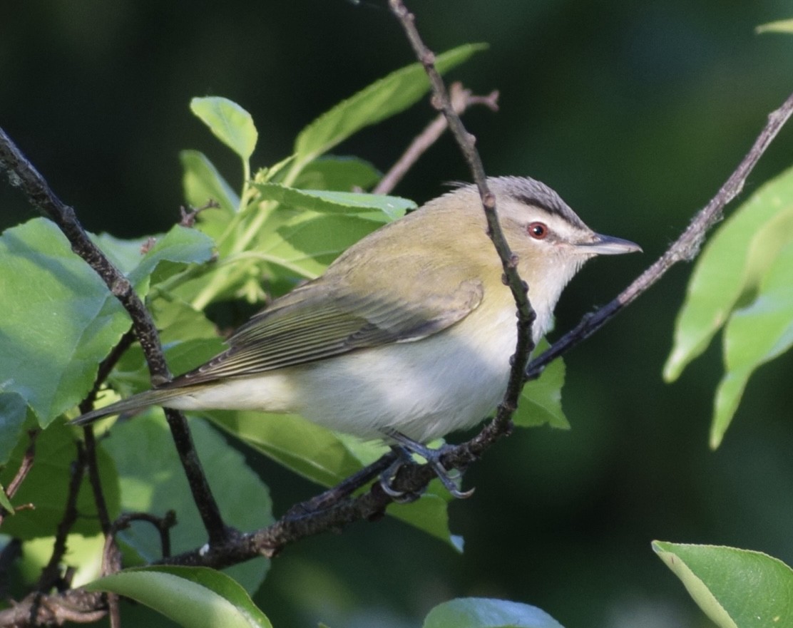 Red-eyed Vireo - Neal Fitzsimmons