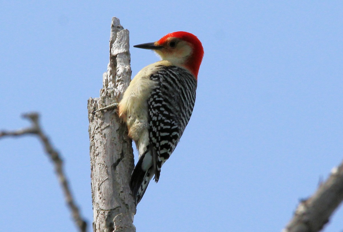 Red-bellied Woodpecker - ML573111361