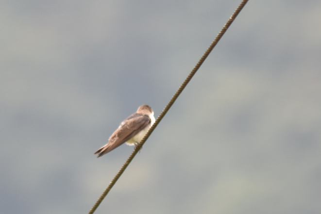 Southern Rough-winged Swallow - ML573112721