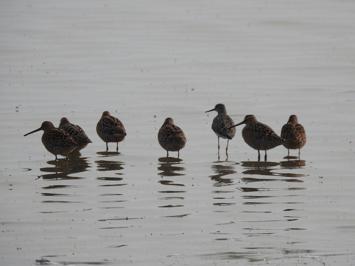 Short-billed Dowitcher - Brian Lund