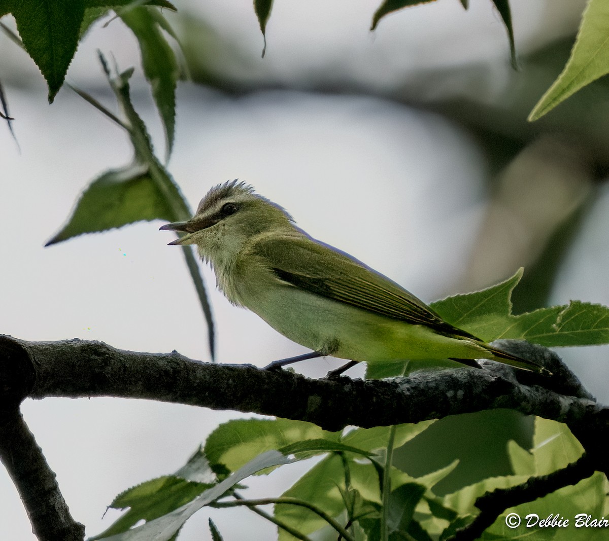 Red-eyed Vireo - Debbie Blair