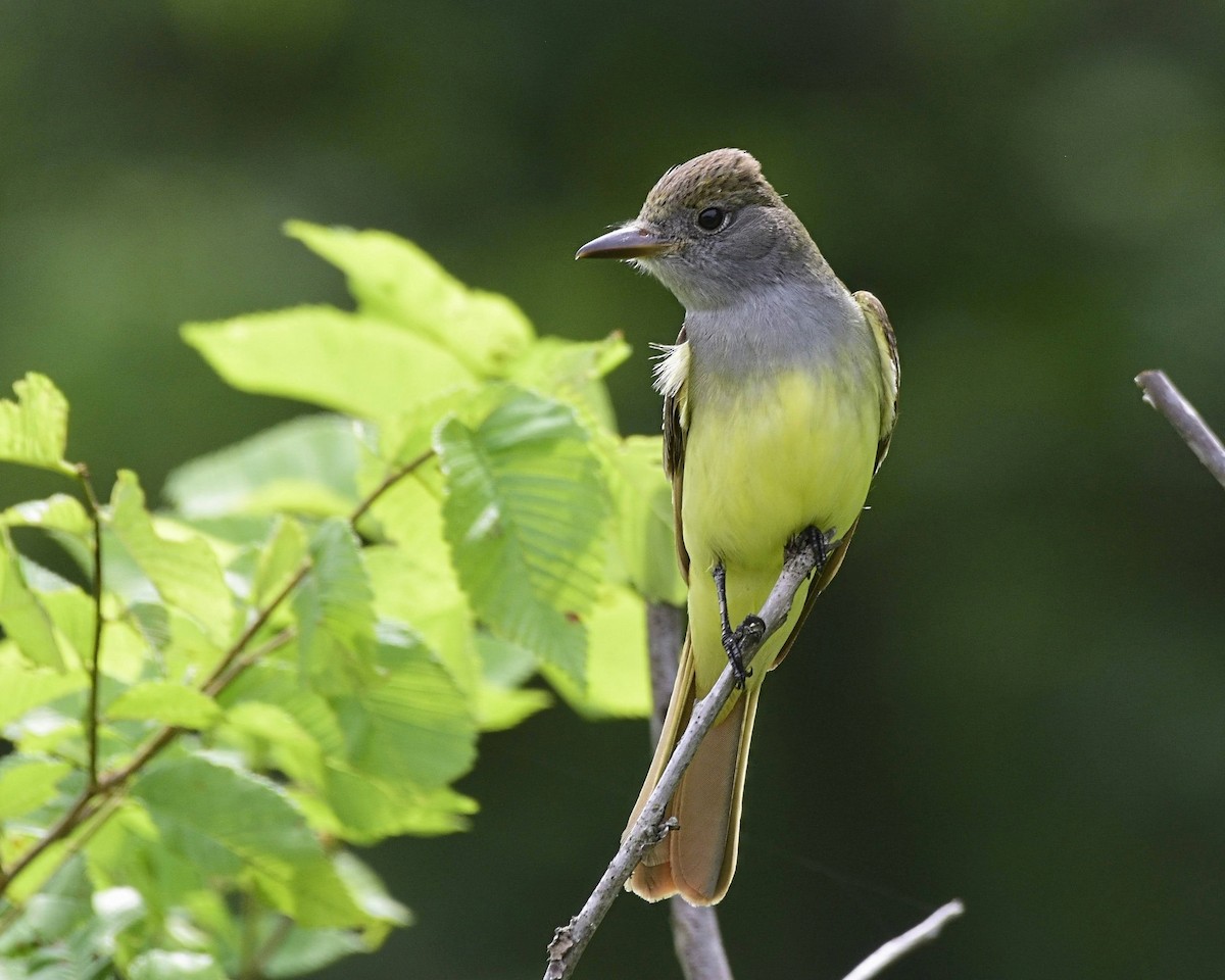 Great Crested Flycatcher - ML573115501