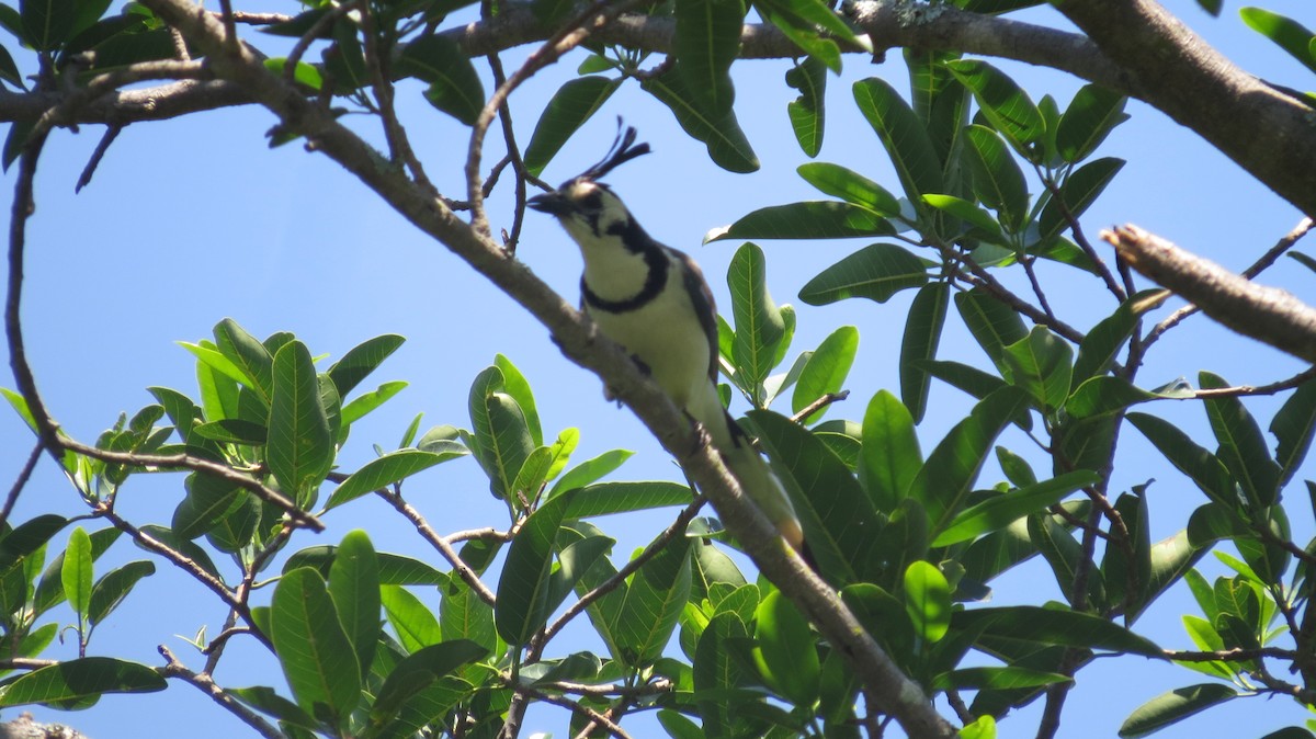 White-throated Magpie-Jay - ML573115931