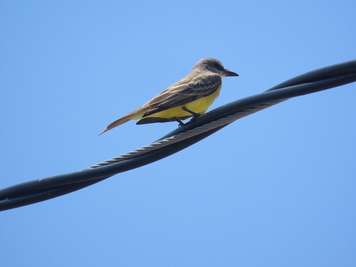 Tropical Kingbird - ML573116501