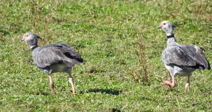 Southern Screamer - ML573116631