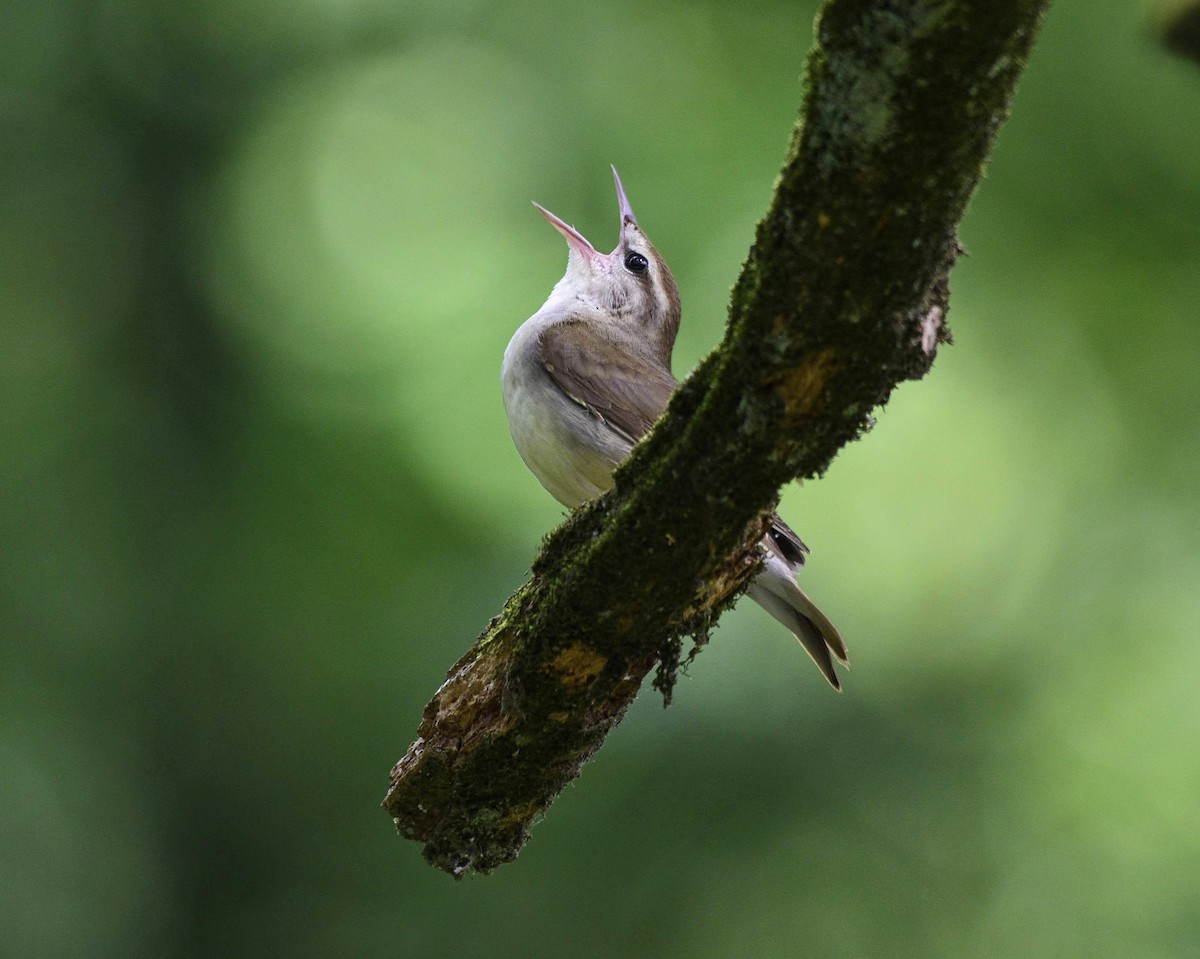 Swainson's Warbler - ML573116981