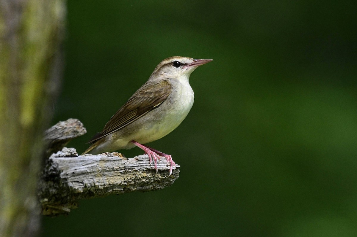 Swainson's Warbler - ML573117131