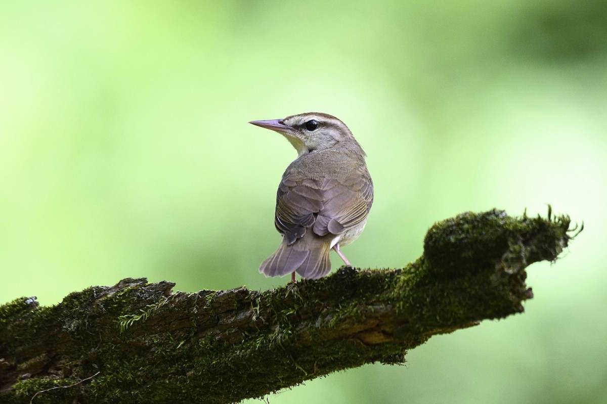 Swainson's Warbler - ML573117141