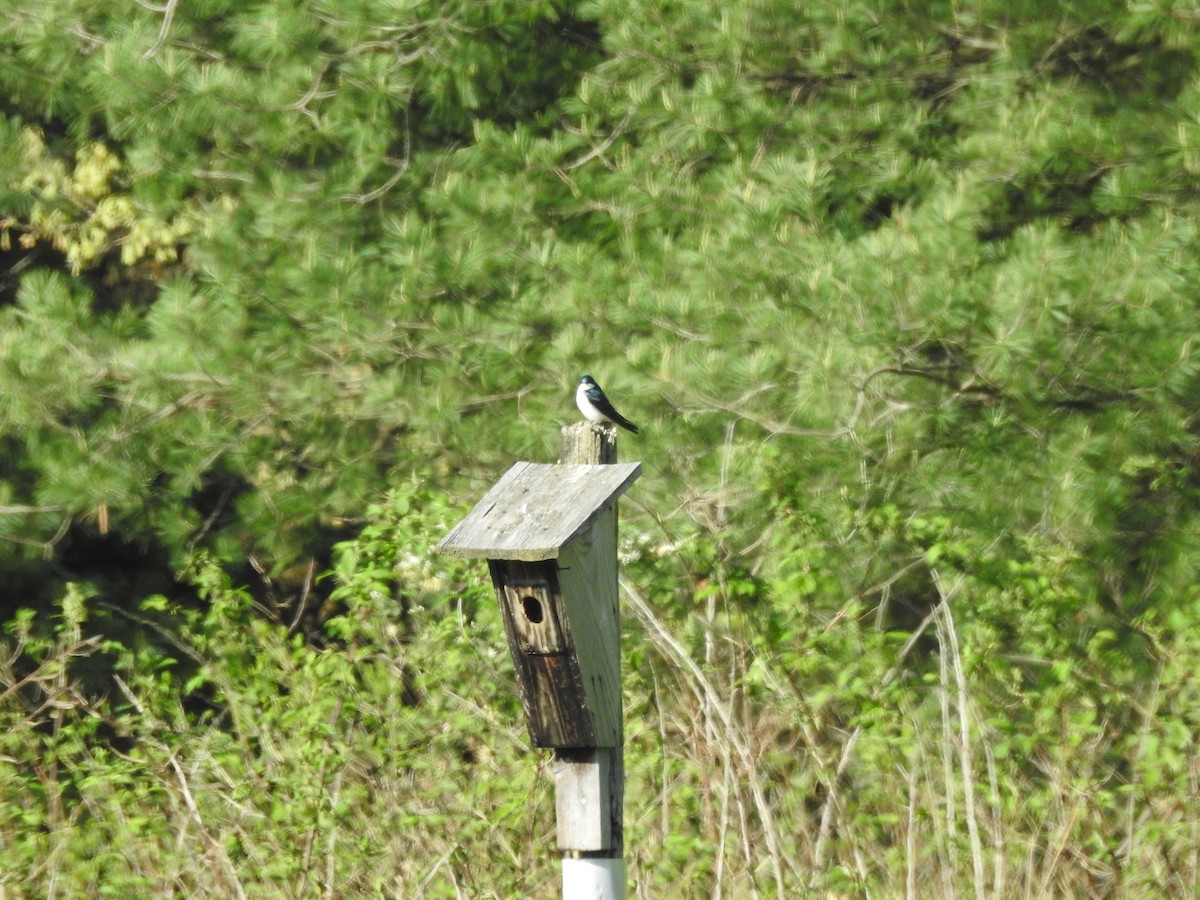 Golondrina Bicolor - ML573117351