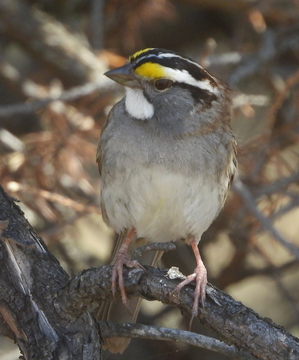 White-throated Sparrow - ML573117441