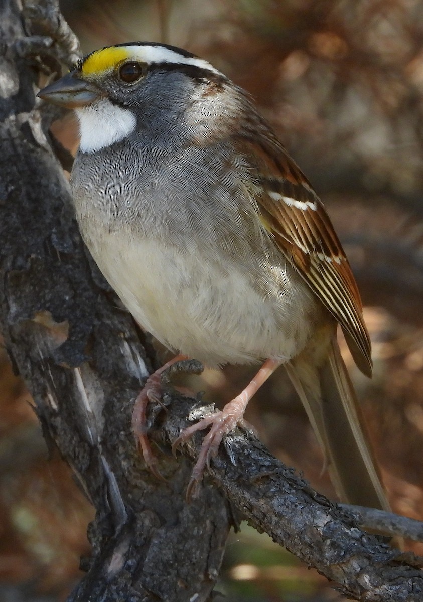White-throated Sparrow - ML573117501