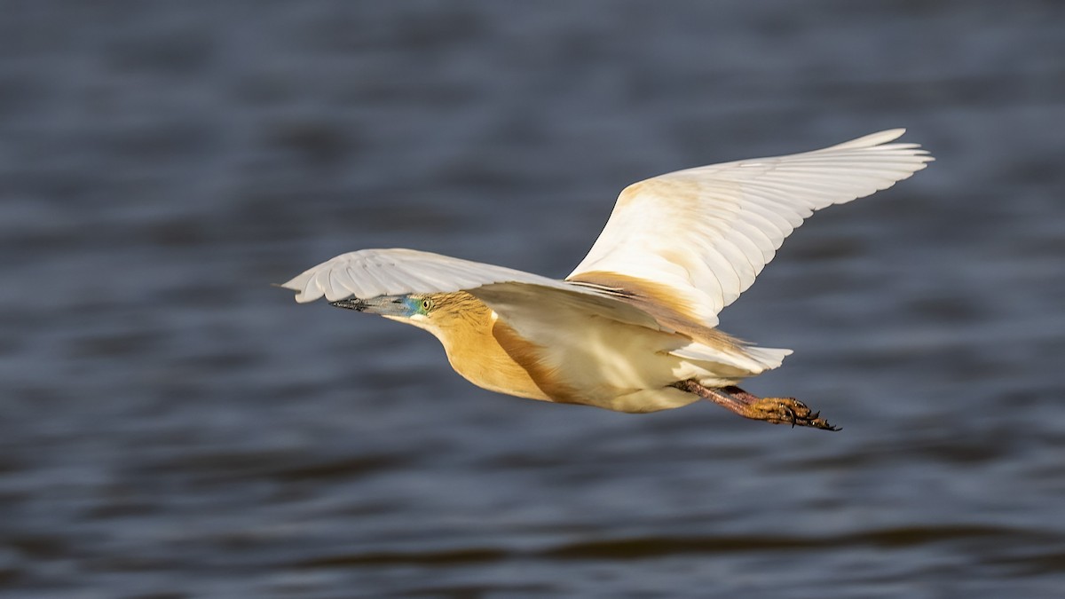 Squacco Heron - ML573118641