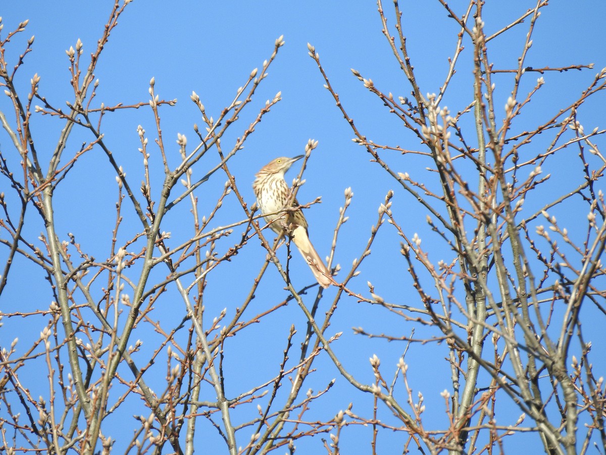 Brown Thrasher - Bob McAlear