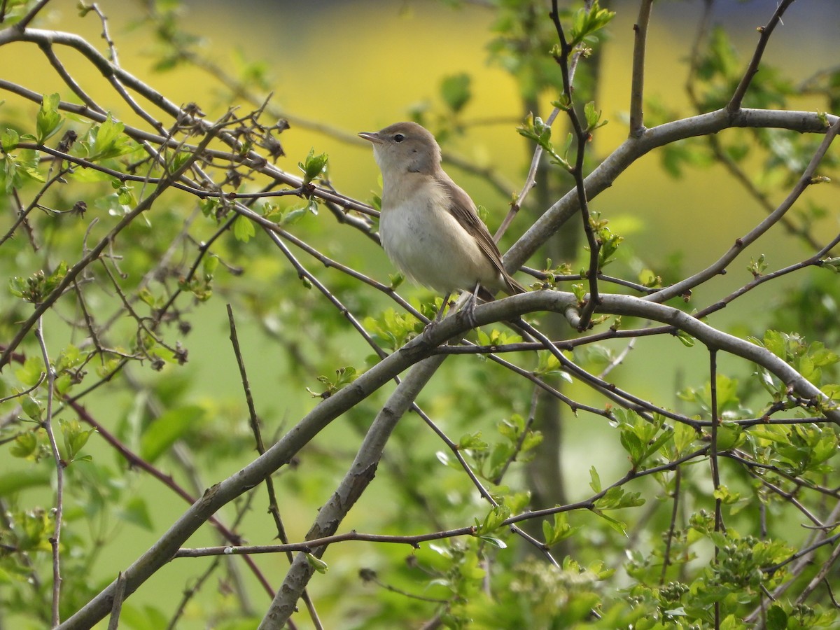 Garden Warbler - ML573119421