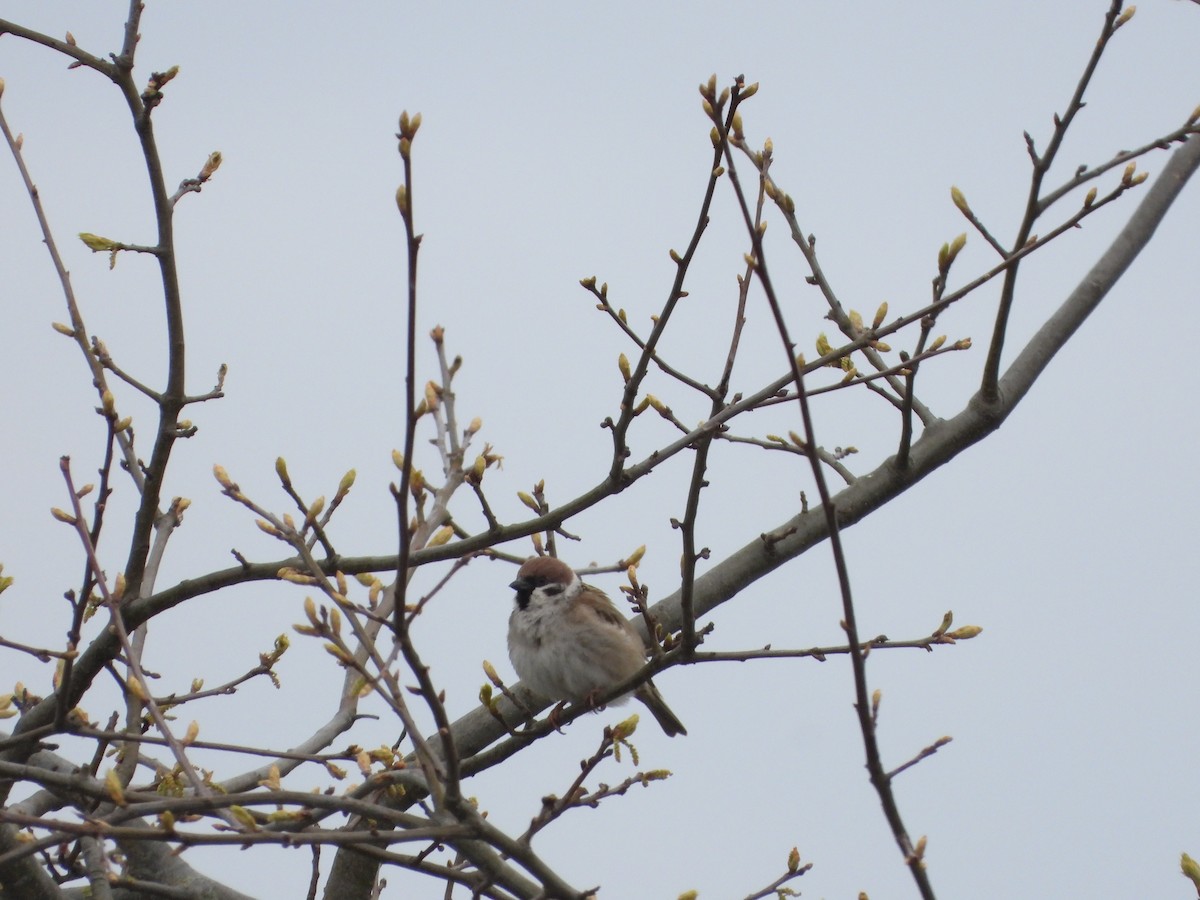 Eurasian Tree Sparrow - ML573120291
