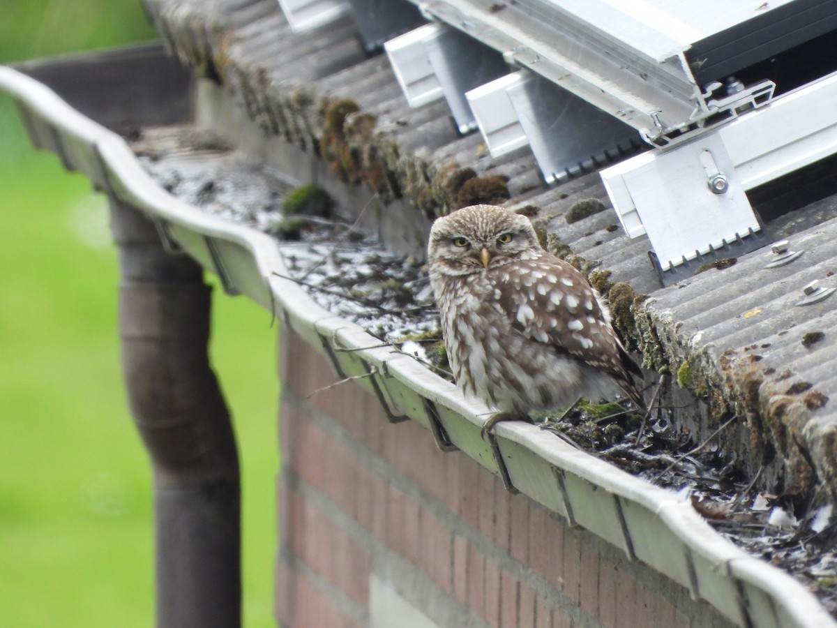 Little Owl - ML573120631