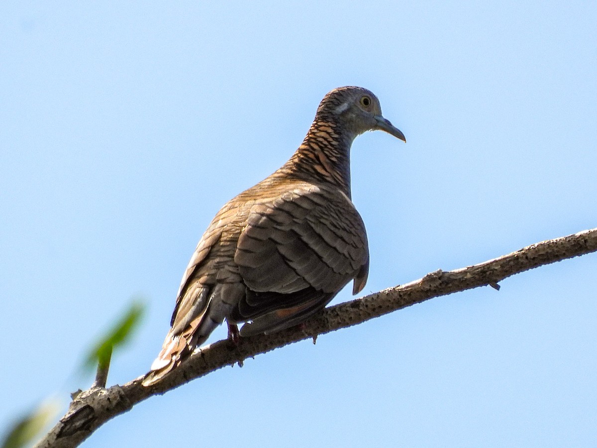 Bar-shouldered Dove - Thomas Schultz