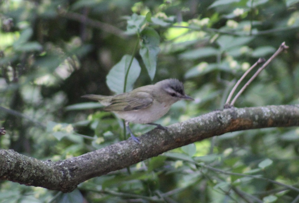 Red-eyed Vireo - Jeremy Peters