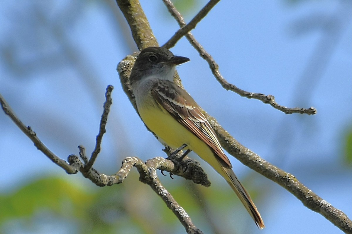 Great Crested Flycatcher - ML573122611
