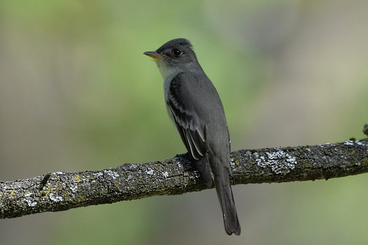 Eastern Wood-Pewee - Brenda Lindsey