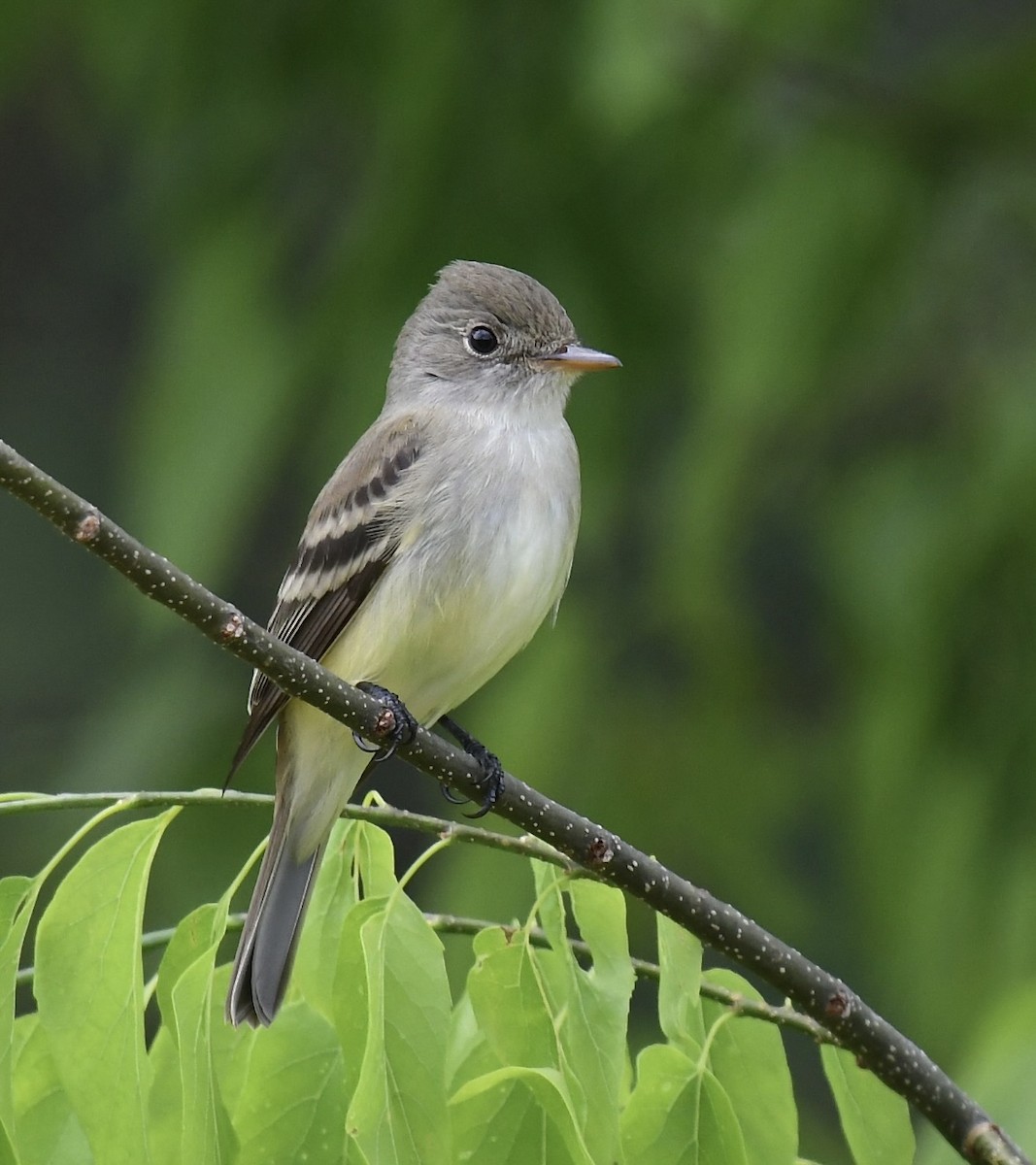 Willow Flycatcher - ML573123641