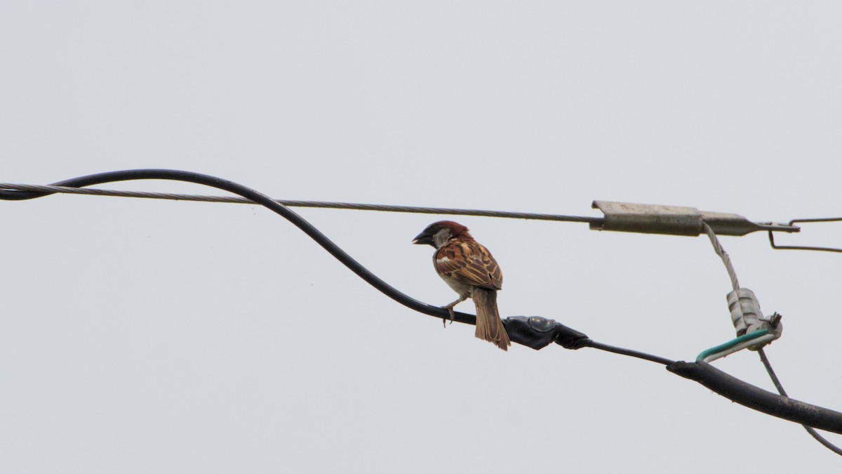 House Sparrow - ML573125351