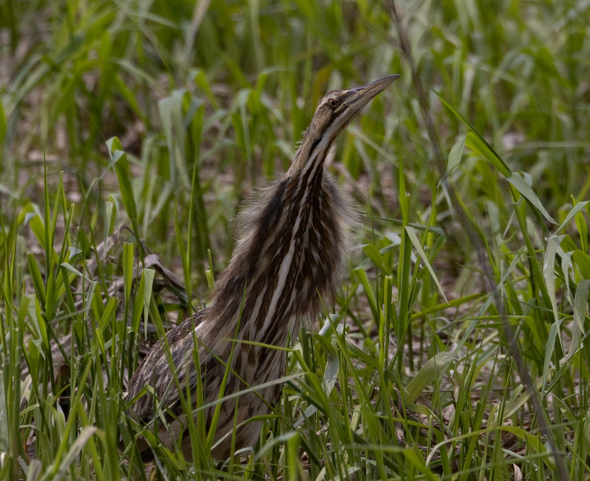 American Bittern - Sylvie Martel / Gaétan Giroux