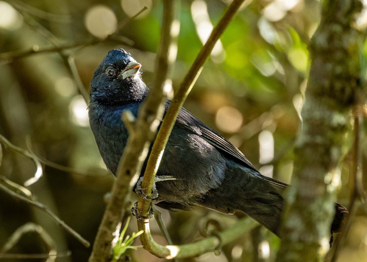 Ruby-crowned Tanager - ML573126111