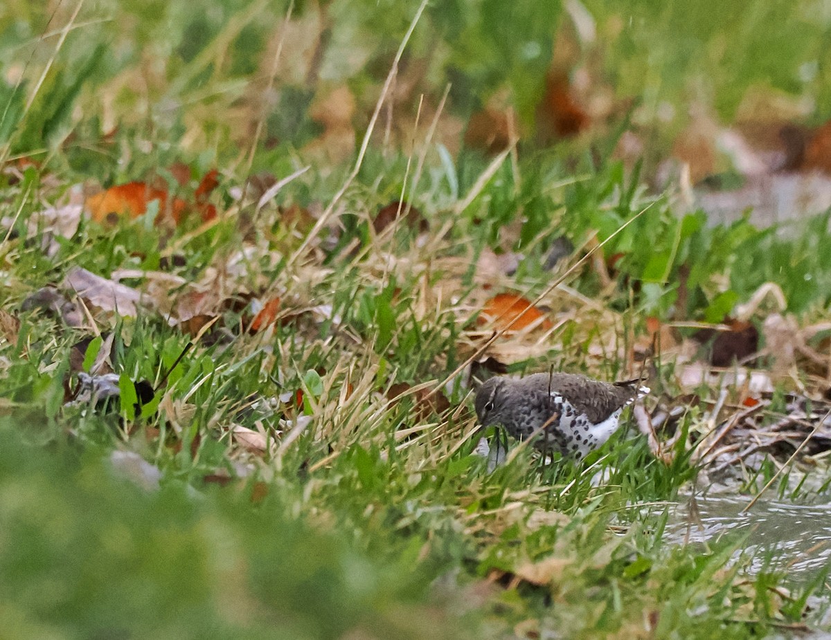 Spotted Sandpiper - Rob Kelly