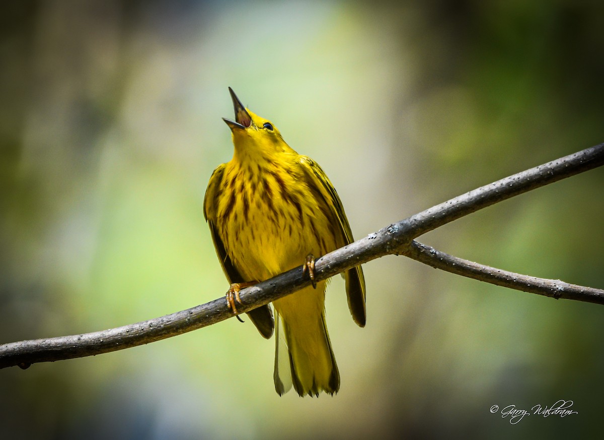 Yellow Warbler - ML573126681