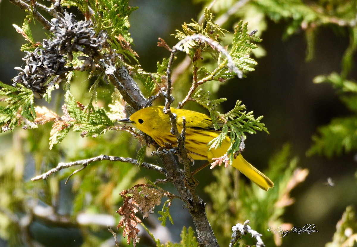 Yellow Warbler - ML573126701
