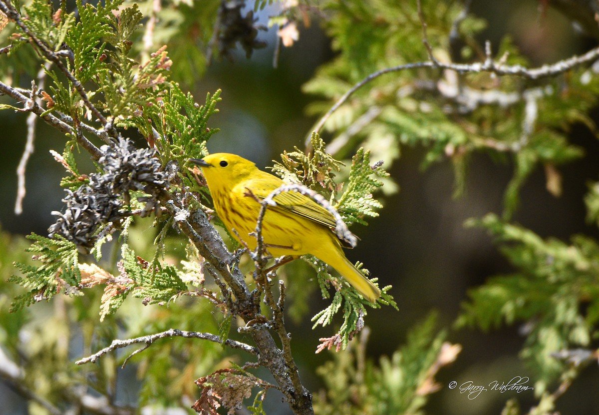 Yellow Warbler - ML573126711