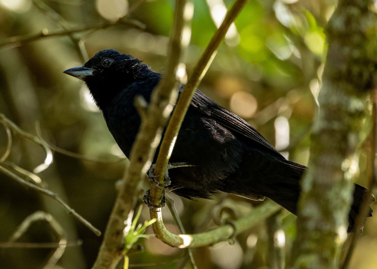 Ruby-crowned Tanager - ML573126911