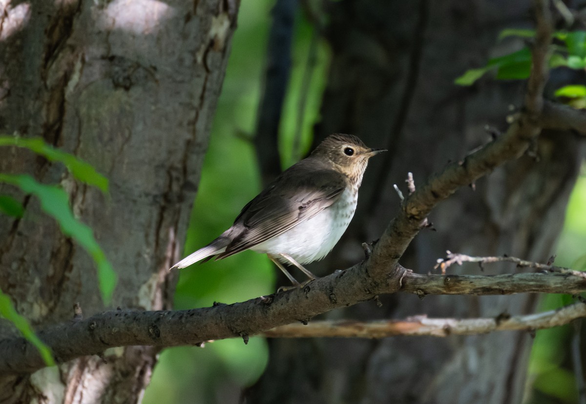 Swainson's Thrush - shawn mason