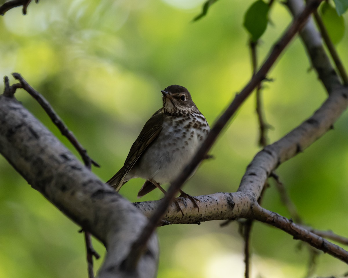 Swainson's Thrush - shawn mason