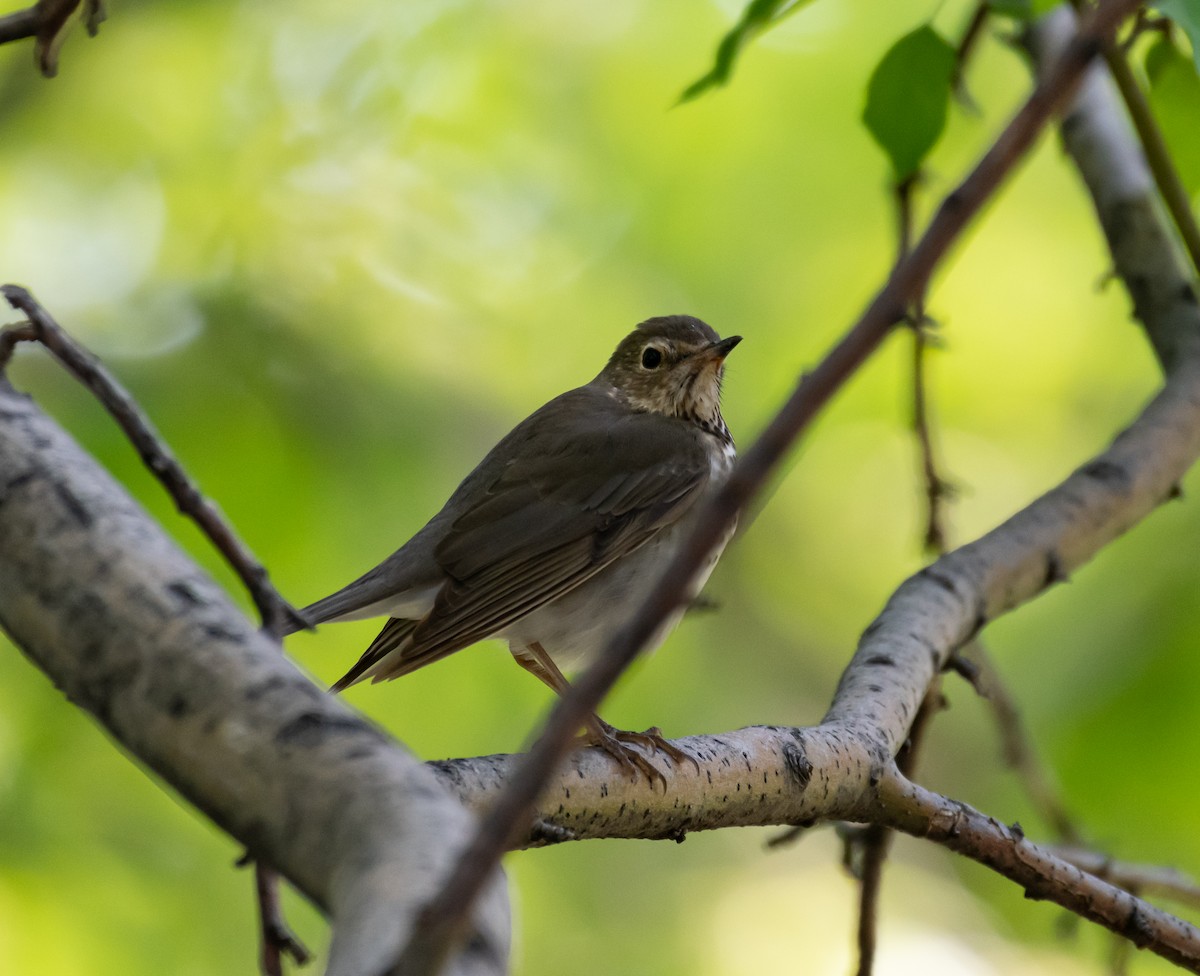 Swainson's Thrush - shawn mason