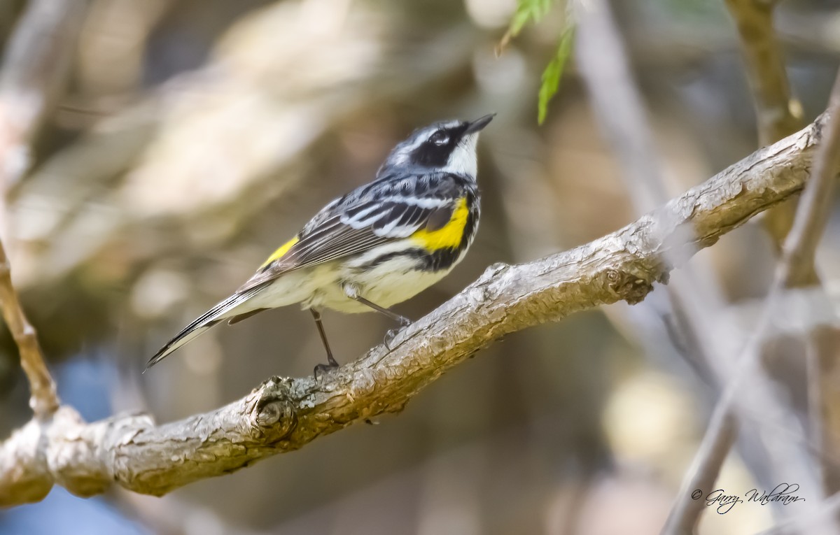 Yellow-rumped Warbler - ML573127681