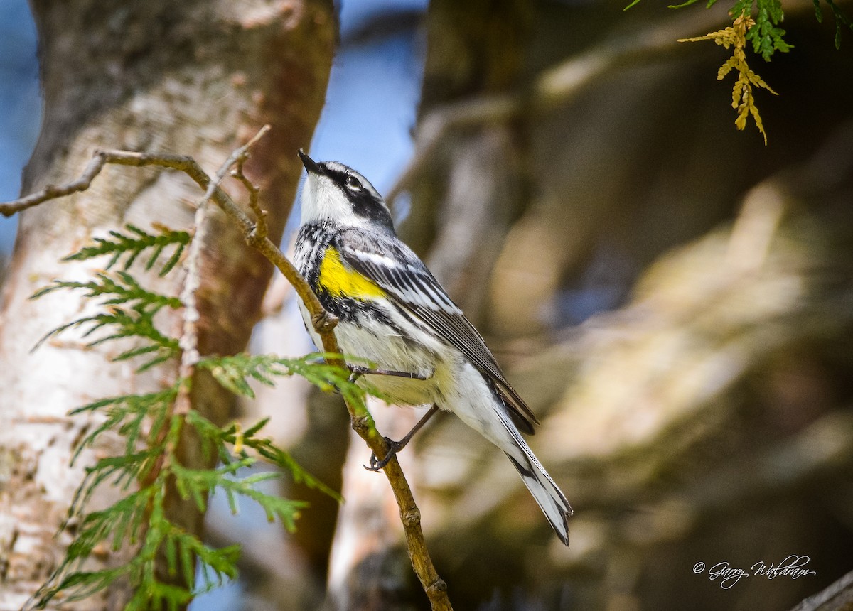 Yellow-rumped Warbler - ML573127691