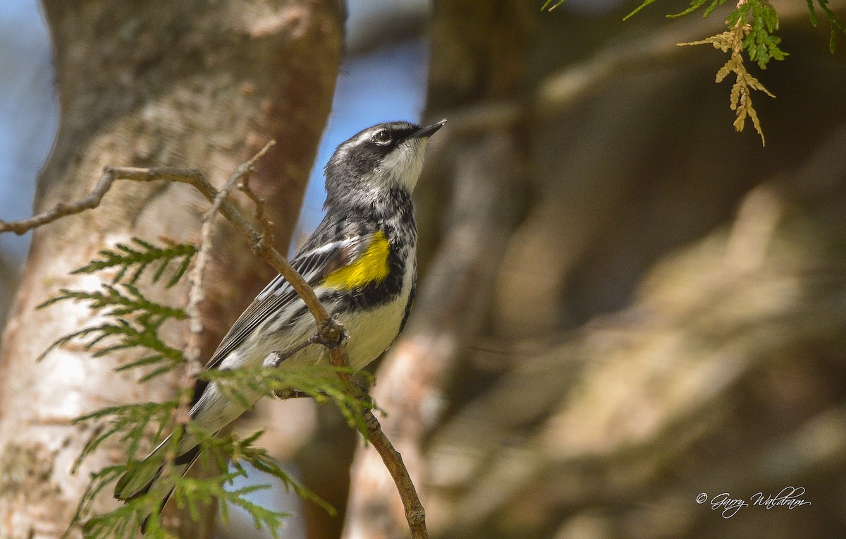 Yellow-rumped Warbler - ML573127701